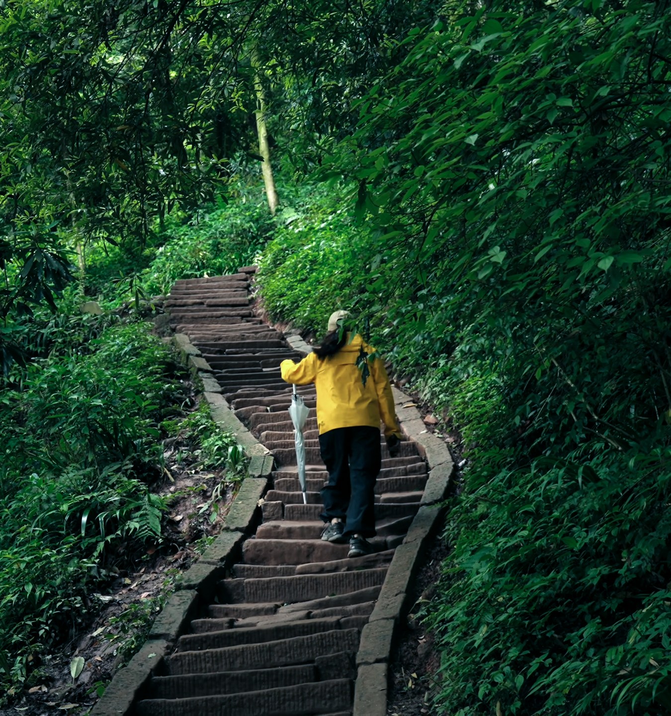 A traveler walking up a stone path through the deep green forest of Mount Qingcheng