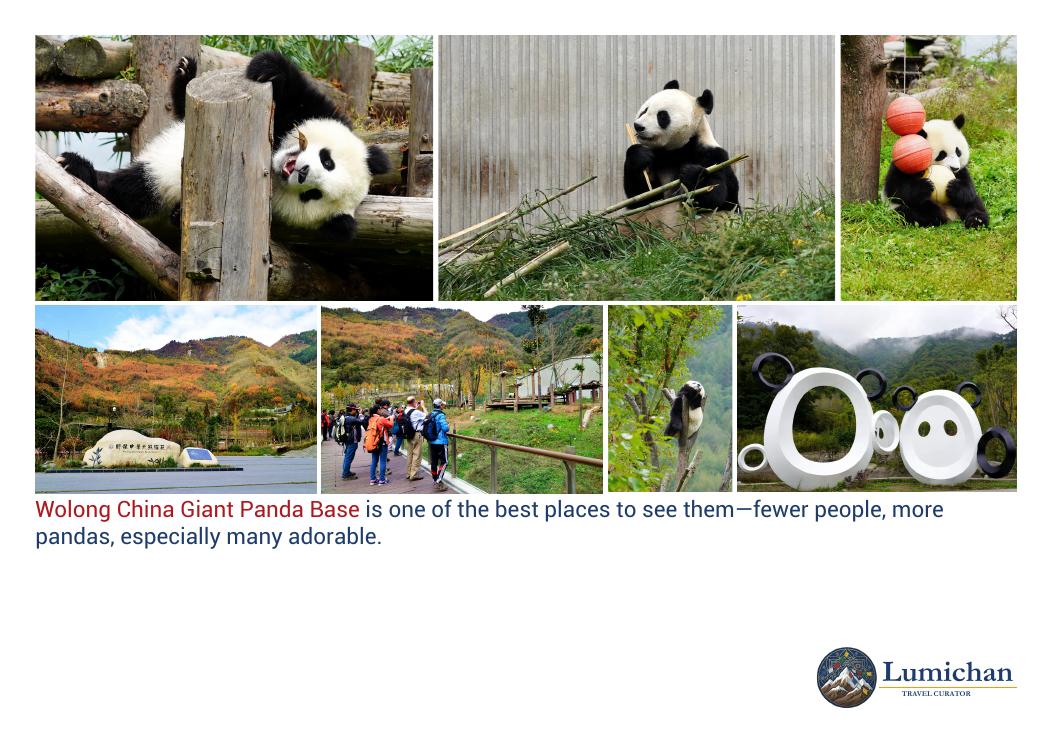 Giant pandas and the wooded setting of Wolong