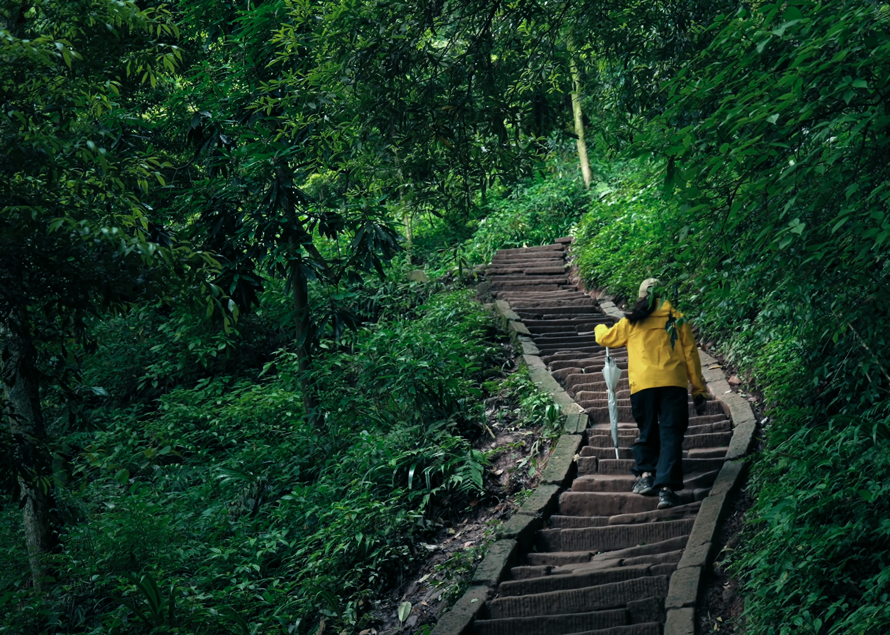 A traveler walking a forest path at Mount Qingcheng